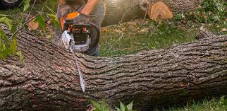 Best Stump Grinding and Removal  in Rancho Mission Viejo, CA